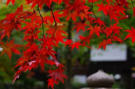 Sakura ed leaves - leaves, green, lovely, red