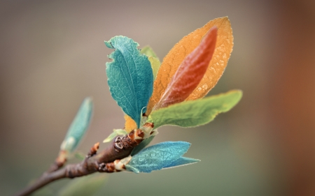 Leaves - colorful, leaf, vintage, leaves