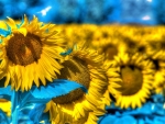 Sunflowers