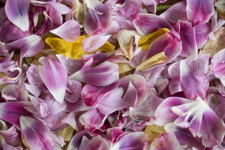 Petals - skin, carpet, yellow, pink, petals, texture, rose