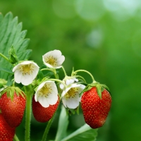 Strawberries