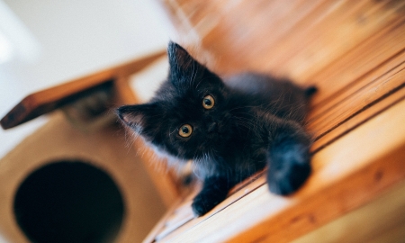 Kitten - wood, brown, cat, animal, cute, black, kitten