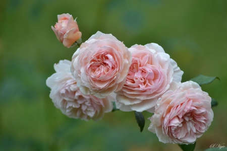 Garden Rose - plant, blossoms, bud, petals