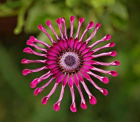 Purple Flower - purple, amazing, garden, flower