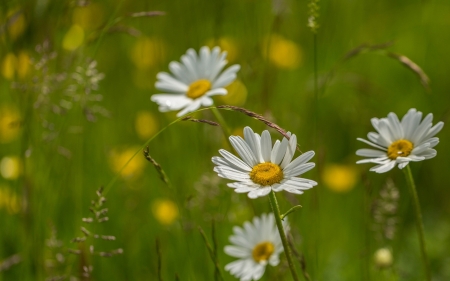 Flowers - blossoms, garden, daisies, petals