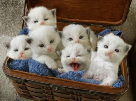 6 Cuties - animal, basket, cat, kitten