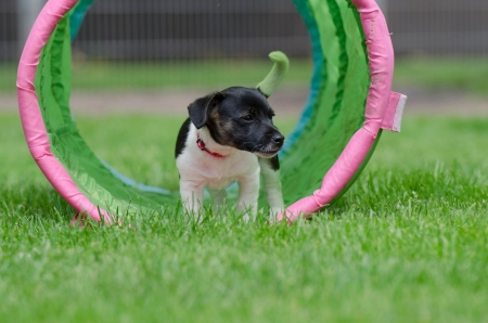 Cute Little Puppy - puppy, dog, animal, field, grass