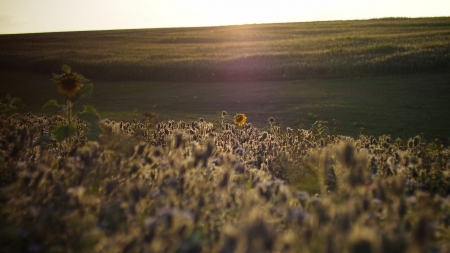 Sunflower - flower, tree, nature, sun