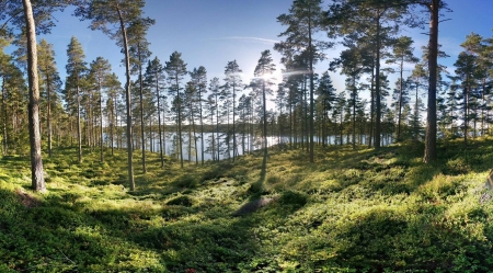 Sweden forest - nature, fun, lake, cool, sweden, forest