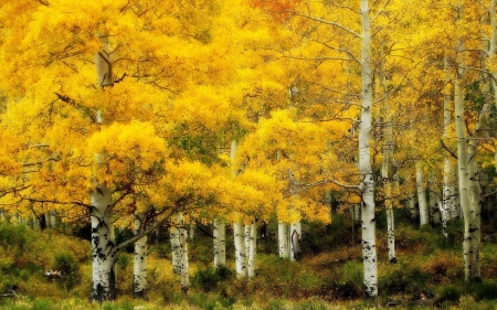 birch forest in yellow hdr - white, autumn, yellow, forest, leaves, hdr