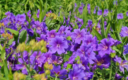 Geranium - purple, green, summer, norwegian geranium, flower