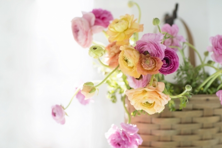 Ranunculus - white, yellow, pink, ranunculus, basket, flower