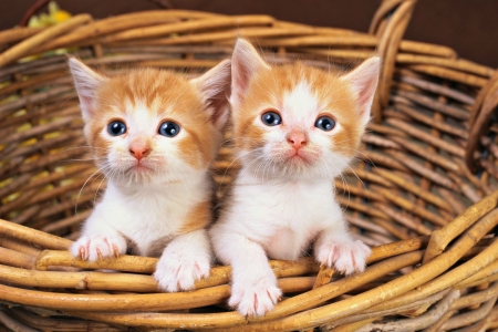 Kittens - couple, cat, basket, kitten, white, animal, orange, sweet, cute