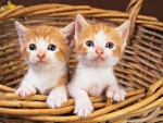 Kittens