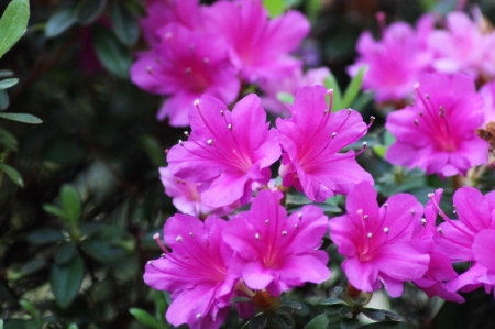 Pink Blossoms - bush, garden, rhododendron, spring, petals, leaves