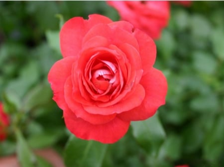 Red Rose - garden, petals, plant, blossom, leaves