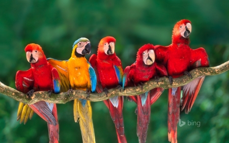 Birds - nature, birds, fly, parrot