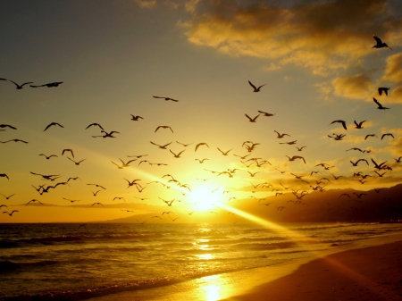 A Flocks of Gulls - nature, beach, reflection, sunset, flocks, gulls, birds