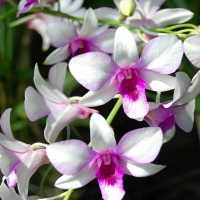 Beautiful Orchid