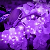 Purple Orchids