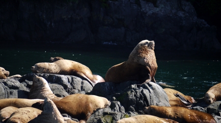 Stella seals at Telegraph Cove 3 - seal, bull, sun bathe, vancouver