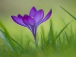 Crocus