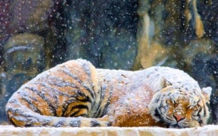 Tiger Covered with Snow ~ Painting - painting, tiger, animals, snow