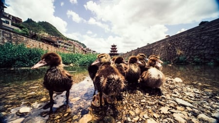 Ducks - duck, river, animal, nature