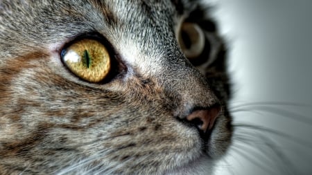 Cat - face, yellow, cat, eyes, animal