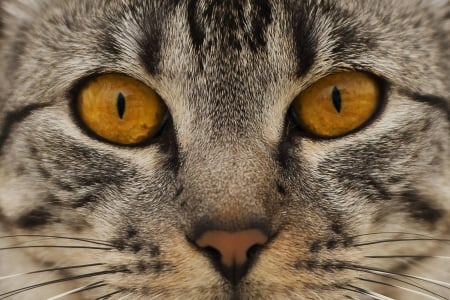 Cat - skin, face, cat, eyes, orange, animal