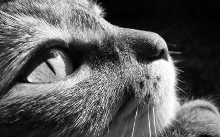 Cat - white, face, cat, animal, eye, bw, black