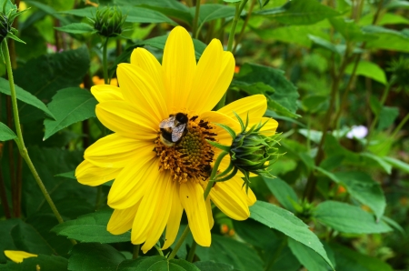 Sunflower - blossom, garden, buds, petals, leaves, bumblebee