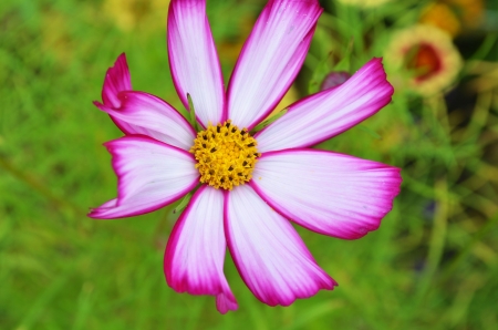 Cosmea - blossom, garden, petals, colors