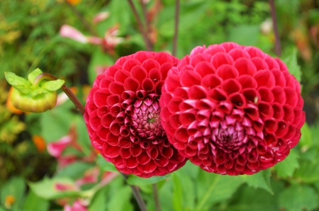 Dahlia - buds, blossoms, petals, plant, leaves, garden