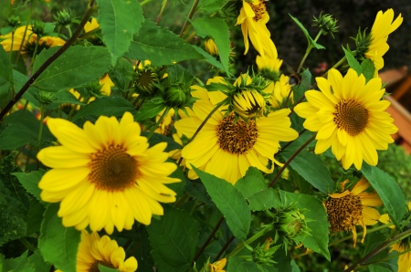 Sunflowers - buds, blossoms, petals, plant, leaves, garden