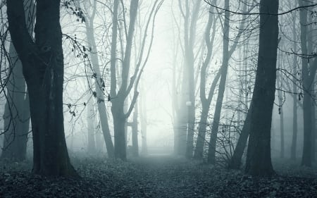 foggy forest in monochrome - monochrome, forest, fog, autumn