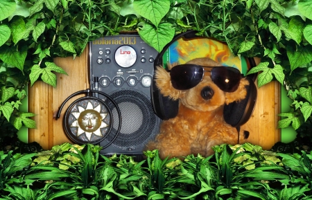 sympathy and music are excellent therapy - therapy, enjoyable, music, nature, glasses, green, doggie, plush, sun