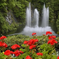 Waterfall in the Forest