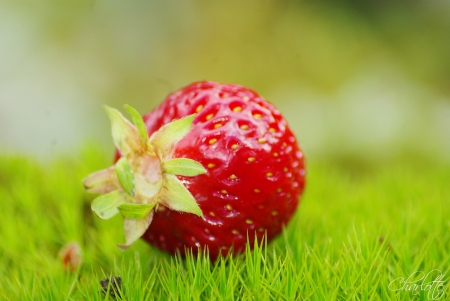 Strawberry - berry, strawberry, grass, summer