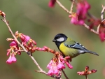 Great Tit