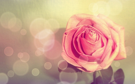 Rose - bokeh, soft, pink, rose, flower