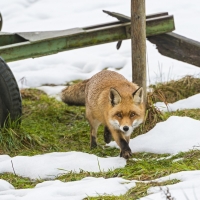 Fox