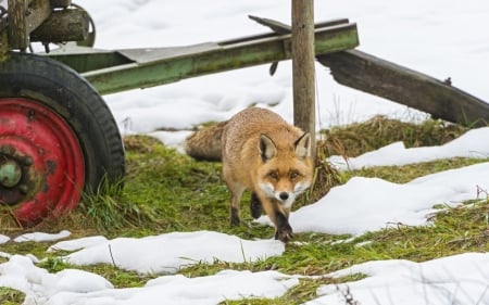 Fox - snow, animal, tail, Fox