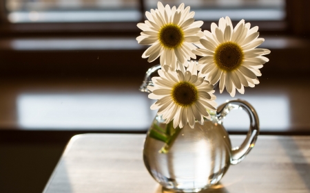 flowers - white, glass, daisy, still life, flower, vase