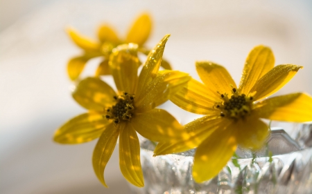 flowers - macro, flower, yellow, water drops