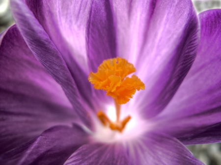 Crocus - crocus, purple, macro, pink, orange, flower, spring