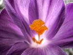 Crocus