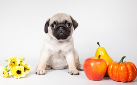 Cute puppy - autumn, puppy, pear, fruit, squash, pug, dog, animal, apple, flower