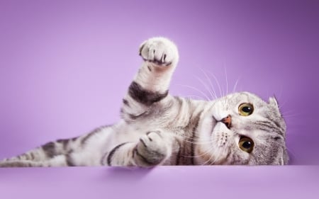 Cat - paw, purple, cat, pink, animal, cute