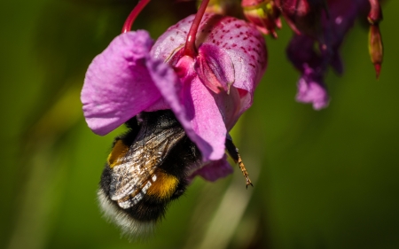 Bubble Bee - flowers, bubble, bee, animal